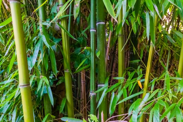 Bamboo Trimming in Melbourne