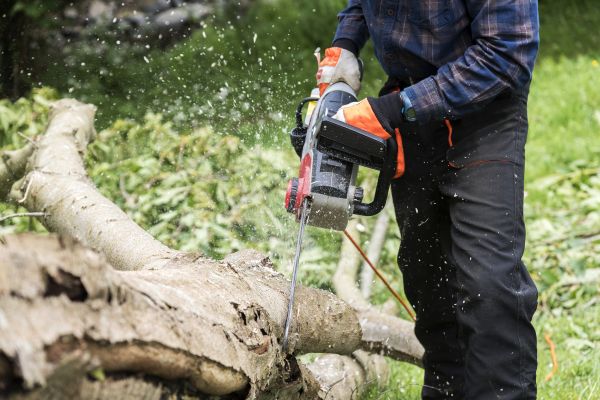 Branch Removal Service in Melbourne