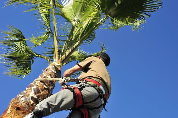 Palm Tree Trimming in Melbourne