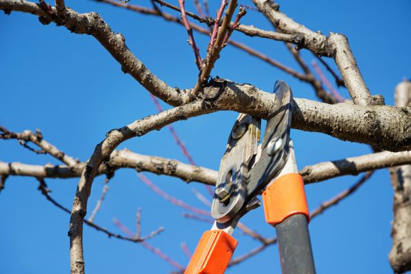 Tree Shearing in Melbourne