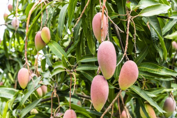 Mango Tree Trimming in Melbourne