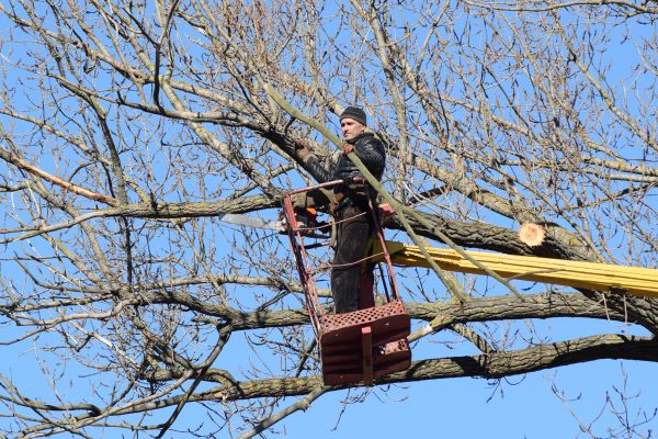 Emergency Tree Trimming in Melbourne