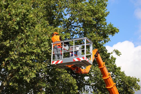 Cost of Commercial Tree Service in Melbourne
