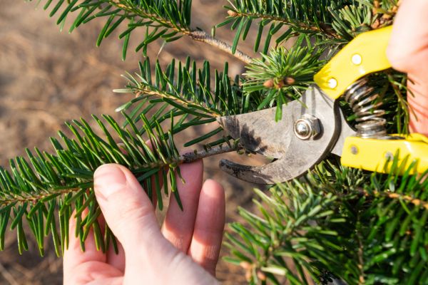 Pine Tree Pruning in Melbourne
