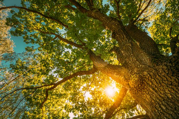 Oak Tree Pruning in Melbourne
