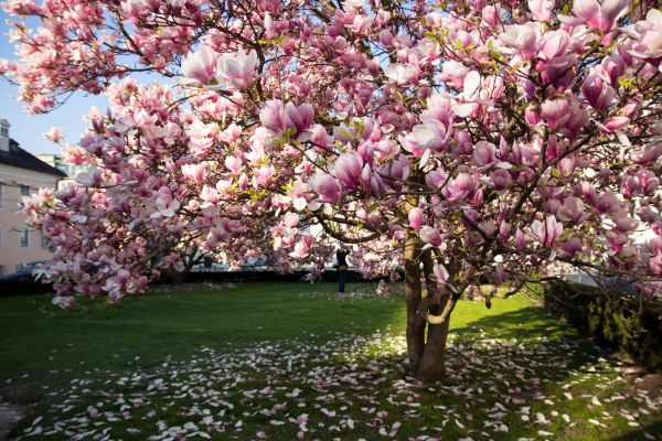 Magnolia Tree Pruning in Melbourne
