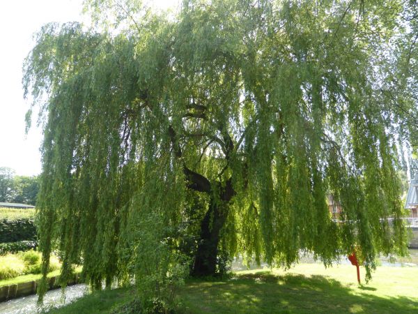 Willow Tree Trimming in Melbourne
