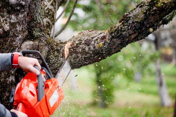 Tree Limbs Removal in Melbourne