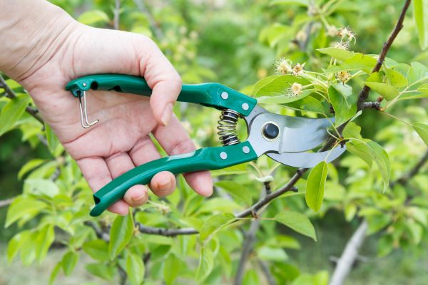 Pear Tree Pruning in Melbourne
