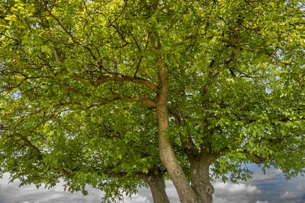 Walnut Tree Trimming in Melbourne