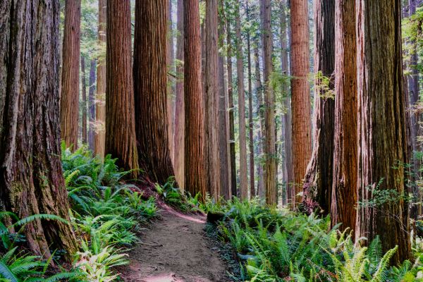Redwood Tree Trimming in Melbourne