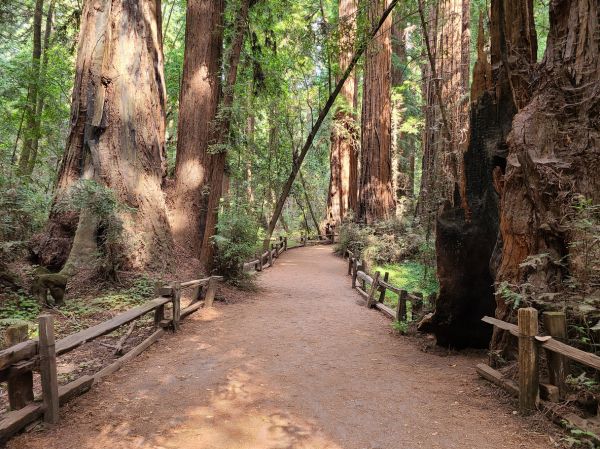Redwood Tree Pruning in Melbourne