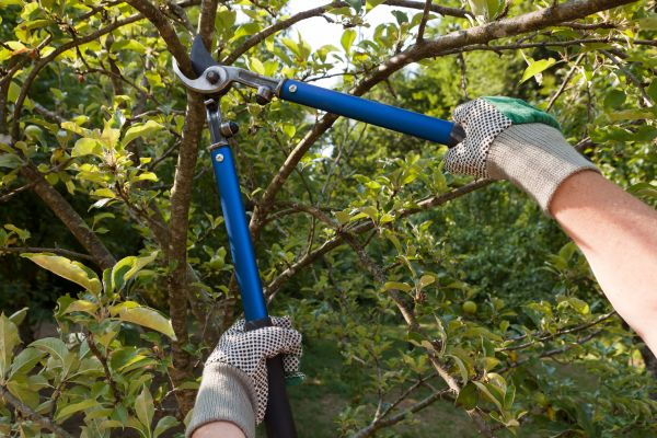 Residential Tree Pruning in Melbourne