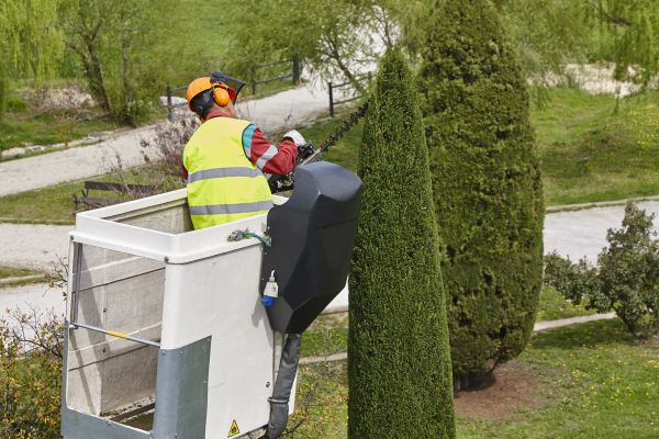 Cypress Tree Pruning in Melbourne