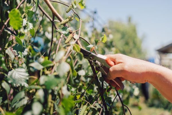 Birch Tree Pruning in Melbourne