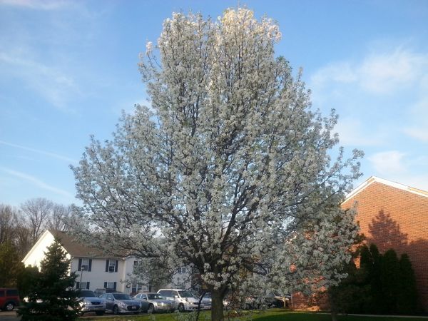Bradford Pear Tree Pruning in Melbourne