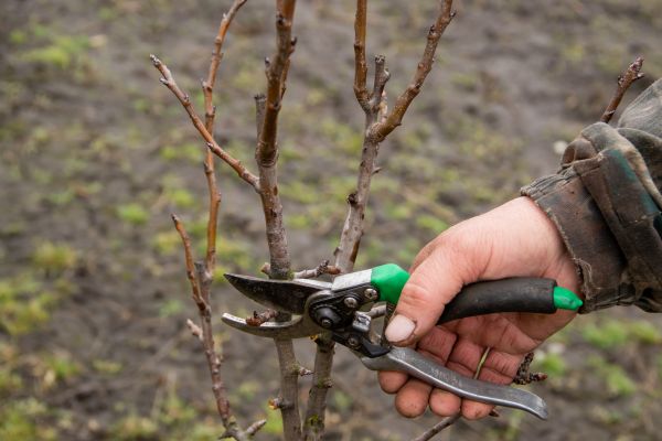 Pear Trees Pruning in Melbourne