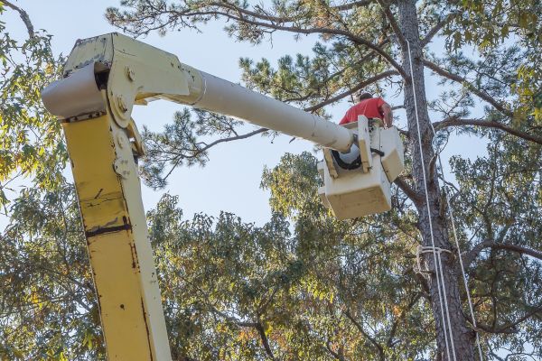 Limbs Trimming in Melbourne