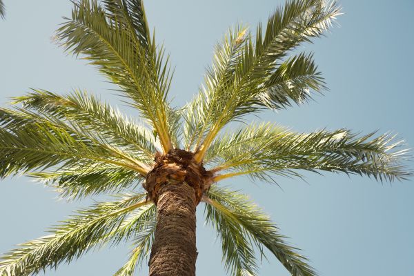 Queen Palm Pruning in Melbourne