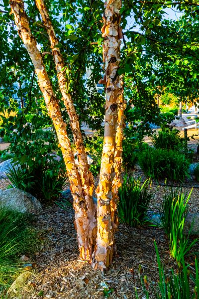 River Birch Trimming in Melbourne