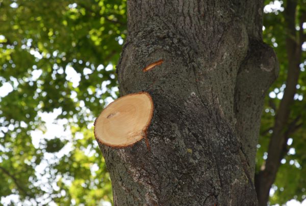 Limb Cutting in Melbourne