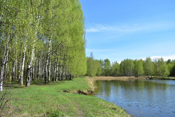 River Birch Pruning in Melbourne