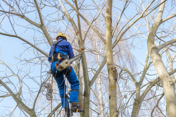 Large Tree Trimming in Melbourne