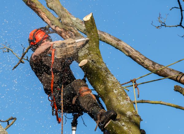 Tree Trimming Service in Melbourne
