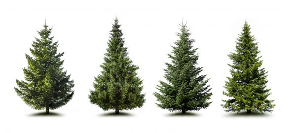 Cost of Pine Tree Trimming in Melbourne
