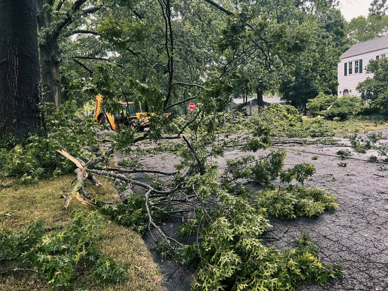 Fallen Tree in a Commercial Area