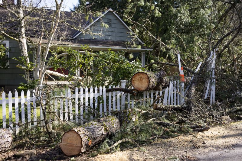 Fallen Tree on a Commercial Property