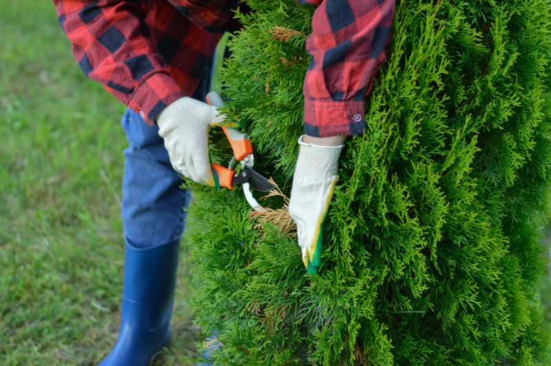 Pear Trees Pruning