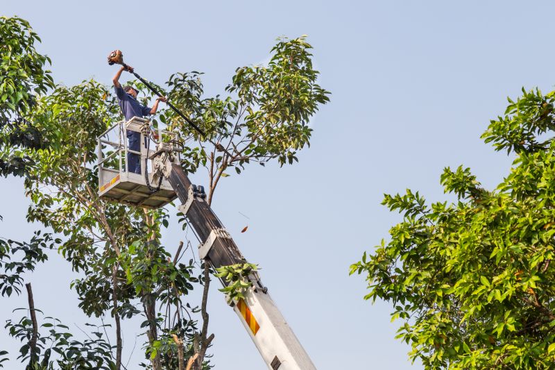 Tree Lopping Service
