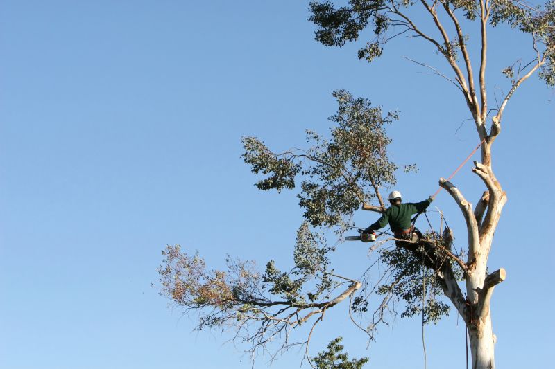 Tree Care Specialists